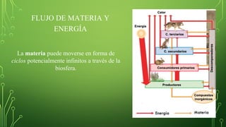 FLUJO DE MATERIA Y
ENERGÍA
La materia puede moverse en forma de
ciclos potencialmente infinitos a través de la
biosfera.
 