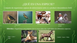 ¿QUÉ ES UNA ESPECIE?
Conjunto de organismos capaces de entrecruzarse entre sí y producir descendencia fértil.
Especiació
n
Dimorfismo
sexual
Diferenciación funcional
Híbridos: Organismos procedentes de la cruza entre dos individuos de diferentes especies.
Tigre + León =
Ligre
Caballo + burro = Mula
 
