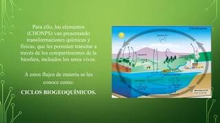 Para ello, los elementos
(CHONPS) van presentando
transformaciones químicas y
físicas, que les permiten transitar a
través de los compartimentos de la
biosfera, incluidos los seres vivos.
A estos flujos de materia se les
conoce como:
CICLOS BIOGEOQUÍMICOS.
 