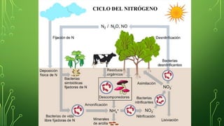 CICLO DEL NITRÓGENO
 