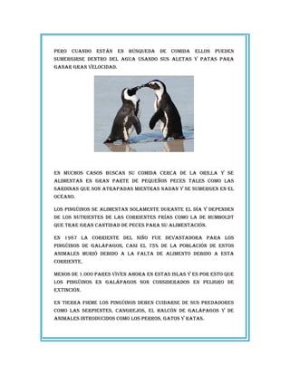 Pero cuando están en búsqueda de comida ellos Pueden
sumergirse dentro del agua usando sus aletas y Patas Para
ganar gran velocidad.
en muchos casos buscan su comida cerca de la orilla y se
alimentan en gran Parte de Pequeños Peces tales como las
sardinas que son atraPadas mientras nadan y se sumergen en el
océano.
los Pingüinos se alimentan solamente durante el día y dePenden
de los nutrientes de las corrientes frías como la de humboldt
que trae gran cantidad de Peces Para su alimentación.
en 1987 la corriente del niño fue devastadora Para los
Pingüinos de galáPagos, casi el 75% de la Población de estos
animales murió debido a la falta de alimento debido a esta
corriente.
menos de 1.000 Pares viven ahora en estas islas y es Por esto que
los Pingüinos en galáPagos son considerados en Peligro de
extinción.
en tierra firme los Pingüinos deben cuidarse de sus Predadores
como las serPientes, cangrejos, el halcón de galáPagos y de
animales introducidos como los Perros, gatos y ratas.
 