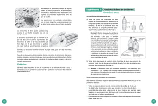 62 63
Buscaremos los animalitos debajo de alguna
piedra, un tronco u hojarascas. Al remover estos
«escondites», deberemos estar preparados para
capturar los chanchitos rápidamente, antes de
que se oculten.
Los separaremos con cuidado, extrayéndolos
con la mano, luego los podemos empujar con
el dedo hacia adentro de un frasco recolector.
Los chanchitos de tierra suelen quedarse muy
quietos, lo cual facilita recogerlos uno por uno
con la cuchara.
Si los vamos a conservar por un momento o un
par de días para nuestros experimentos, los
llevaremos al salón en el frasco recolector que
tiene tapa, en el que pondremos un pedazo
de papel toalla (o papel higiénico) arrugado y
húmedo. Es necesario mantener húmedo el papel toalla, pues sino los chanchitos
morirán.
Cuando los busquemos, debemos estar atentos para evitar el contacto con alacranes,
arañas, ciempiés y demás animales que viven cerca de los chanchitos de tierra. Dichos
animales pueden ser peligrosos. Finalmente, no olvidemos dejar la piedra o el tronco
como lo encontramos.
El objetivo:
Identificar si los chanchitos de tierra, al encontrarse en un ambiente húmedo o seco, e
iluminado u oscuro, «prefieren» quedarse en él o «prefieren» irse hacia el otro ambiente
y permanecer en él.
Las condiciones del experimento son:
a)	Tener un grupo de chanchitos de tierra,
sujetos de la experimentación; dividido en dos
subgrupos iguales: uno ubicado en un ambiente
húmedo y el otro en un ambiente seco. Para
ello, armemos un pequeño ambiente para el
experimento, que llamaremos «Montaje 1»:
•	 Montaje 1: Montar dos pequeños ambientes
(como los que se muestran en la imagen),
uno húmedo y otro seco. El ambiente
húmedo, que llamaremos A, estará cubierto
con un material (por ejemplo, papel higiénico
arrugado o tela) humedecido con agua; y el
seco, que llamaremos B, estará cubierto con
el mismo material (papel higiénico arrugado
otela),peroseco.Ambosambientesdeberán
estar comunicados entre sí por una abertura
y unidos por un «puente» de acceso. En cada
recipiente pondremos un grupo de cuatro o
cinco chanchitos de tierra.
bases cortadas
de botellas plásticas
Parte superior
de botella
plástica
corte al ras del fondo
para puerta de acceso,
(unir con cinta)
húmedo
seco
tapa
b)	 Tener otros dos grupos de cuatro o cinco chanchitos de tierra, que servirán de
«control», cada uno de ellos en un ambiente húmedo. Para ello, armaremos otro
montaje, que llamaremos «Montaje 2»:
•	 Montaje 2: Montamos otros dos ambientes similares a los anteriores, que
llamaremos C y D, cubiertos con el mismo material (papel higiénico arrugado o
tela), «ambos» húmedecidos con agua. En cada recipiente pondremos un grupo
de cuatro o cinco chanchitos.
Otras condiciones que deben ser controladas
Nos referimos a diversos aspectos del experimento que podrían influir en él, si no les
prestamos atención:
•	 Todos los espacios deben tener la misma cantidad de luz (luz de día tenue).
•	 No debe haber vibraciones o ruidos que molesten a los chanchitos de tierra.
•	 Los ambientes deben estar cubiertos con el mismo material (por ejemplo, papel
higiénico no perfumado o tela), del mismo color y calidad (preferentemente, papel
reciclado; y si no hubiera, papel blanco).
•	 El ambiente en el que se ubiquen los montajes no debe estar expuesto directamente
al sol, ni ser muy frío.
Experimento 1: Chanchitos de tierra en ambientes
					 húmedos o secos
 