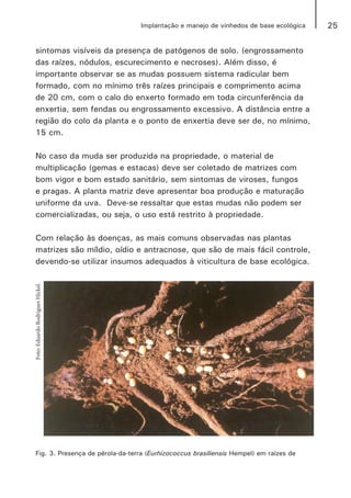 25Implantação e manejo de vinhedos de base ecológica
sintomas visíveis da presença de patógenos de solo. (engrossamento
das raízes, nódulos, escurecimento e necroses). Além disso, é
importante observar se as mudas possuem sistema radicular bem
formado, com no mínimo três raízes principais e comprimento acima
de 20 cm, com o calo do enxerto formado em toda circunferência da
enxertia, sem fendas ou engrossamento excessivo. A distância entre a
região do colo da planta e o ponto de enxertia deve ser de, no mínimo,
15 cm.
No caso da muda ser produzida na propriedade, o material de
multiplicação (gemas e estacas) deve ser coletado de matrizes com
bom vigor e bom estado sanitário, sem sintomas de viroses, fungos
e pragas. A planta matriz deve apresentar boa produção e maturação
uniforme da uva. Deve-se ressaltar que estas mudas não podem ser
comercializadas, ou seja, o uso está restrito à propriedade.
Com relação às doenças, as mais comuns observadas nas plantas
matrizes são míldio, oídio e antracnose, que são de mais fácil controle,
devendo-se utilizar insumos adequados à viticultura de base ecológica.
Fig. 3. Presença de pérola-da-terra (Eurhizococcus brasiliensis Hempel) em raízes de
Foto:EduardoRodriguesHickel.
 