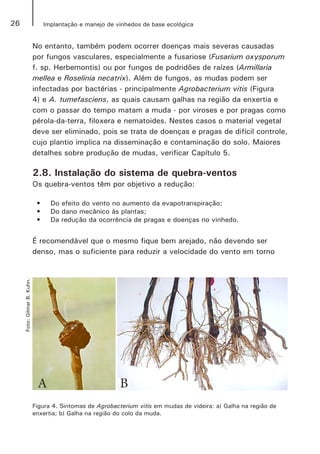 26 Implantação e manejo de vinhedos de base ecológica
No entanto, também podem ocorrer doenças mais severas causadas
por fungos vasculares, especialmente a fusariose (Fusarium oxysporum
f. sp. Herbemontis) ou por fungos de podridões de raízes (Armillaria
mellea e Roselinia necatrix). Além de fungos, as mudas podem ser
infectadas por bactérias - principalmente Agrobacterium vitis (Figura
4) e A. tumefasciens, as quais causam galhas na região da enxertia e
com o passar do tempo matam a muda - por viroses e por pragas como
pérola-da-terra, filoxera e nematoides. Nestes casos o material vegetal
deve ser eliminado, pois se trata de doenças e pragas de difícil controle,
cujo plantio implica na disseminação e contaminação do solo. Maiores
detalhes sobre produção de mudas, verificar Capítulo 5.
2.8. Instalação do sistema de quebra-ventos
Os quebra-ventos têm por objetivo a redução:
•	 Do efeito do vento no aumento da evapotranspiração;
•	 Do dano mecânico às plantas;
•	 Da redução da ocorrência de pragas e doenças no vinhedo.
É recomendável que o mesmo fique bem arejado, não devendo ser
denso, mas o suficiente para reduzir a velocidade do vento em torno
Figura 4. Sintomas de Agrobacterium vitis em mudas de videira: a) Galha na região de
enxertia; b) Galha na região do colo da muda.
A B
Foto:GilmarB.Kuhn.
 