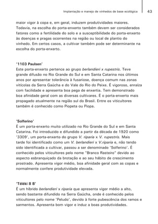 43Implantação e manejo de vinhedos de base ecológica
maior vigor à copa e, em geral, induzem produtividades maiores.
Todavia, na escolha do porta-enxerto também devem ser considerados
fatores como a fertilidade do solo e a susceptibilidade do porta-enxerto
às doenças e pragas ocorrentes na região ou local de plantio do
vinhedo. Em certos casos, a cultivar também pode ser determinante na
escolha do porta-enxerto.
‘1103 Paulsen’
Este porta-enxerto pertence ao grupo berlandieri x rupestris. Teve
grande difusão no Rio Grande do Sul e em Santa Catarina nos últimos
anos por apresentar tolerância à fusariose, doença comum nas zonas
vitícolas da Serra Gaúcha e do Vale do Rio do Peixe. É vigoroso, enraíza
com facilidade e apresenta boa pega de enxertia. Tem demonstrado
boa afinidade geral com as diversas cultivares. É o porta-enxerto mais
propagado atualmente na região sul do Brasil. Entre os viticultores
também é conhecido como Piopeta ou Piopa.
‘Solferino’
É um porta-enxerto muito utilizado no Rio Grande do Sul e em Santa
Catarina. Foi introduzido e difundido a partir da década de 1920 como
'3309', um porta-enxerto do grupo V. riparia x V. rupestris. Mais
tarde foi identificado como um V. berlandieri x V.riparia e, não tendo
sido identificada a cultivar, passou a ser denominado 'Solferino'. É
conhecido pelos viticultores pelo nome "Branco Rasteiro" devido ao
aspecto esbranquiçado da brotação e ao seu hábito de crescimento
prostrado. Apresenta vigor médio, boa afinidade geral com as copas e
normalmente confere produtividade elevada.
‘Téléki 8 B’
É um híbrido berlandieri x riparia que apresenta vigor médio a alto,
sendo bastante difundido na Serra Gaúcha, onde é conhecido pelos
viticultores pelo nome 'Peludo', devido à forte pubescência dos ramos e
sarmentos. Apresenta bom vigor e induz a boas produtividades.
 