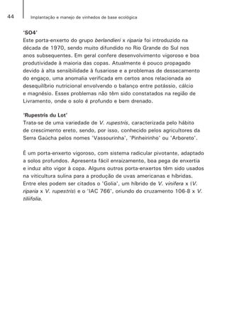 44 Implantação e manejo de vinhedos de base ecológica
‘SO4’
Este porta-enxerto do grupo berlandieri x riparia foi introduzido na
década de 1970, sendo muito difundido no Rio Grande do Sul nos
anos subsequentes. Em geral confere desenvolvimento vigoroso e boa
produtividade à maioria das copas. Atualmente é pouco propagado
devido à alta sensibilidade à fusariose e a problemas de dessecamento
do engaço, uma anomalia verificada em certos anos relacionada ao
desequilíbrio nutricional envolvendo o balanço entre potássio, cálcio
e magnésio. Esses problemas não têm sido constatados na região de
Livramento, onde o solo é profundo e bem drenado.
‘Rupestris du Lot’
Trata-se de uma variedade de V. rupestris, caracterizada pelo hábito
de crescimento ereto, sendo, por isso, conhecido pelos agricultores da
Serra Gaúcha pelos nomes 'Vassourinha', 'Pinheirinho' ou 'Arboreto'.
É um porta-enxerto vigoroso, com sistema radicular pivotante, adaptado
a solos profundos. Apresenta fácil enraizamento, boa pega de enxertia
e induz alto vigor à copa. Alguns outros porta-enxertos têm sido usados
na viticultura sulina para a produção de uvas americanas e híbridas.
Entre eles podem ser citados o 'Golia', um híbrido de V. vinifera x (V.
riparia x V. rupestris) e o 'IAC 766', oriundo do cruzamento 106-8 x V.
tiliifolia.
 