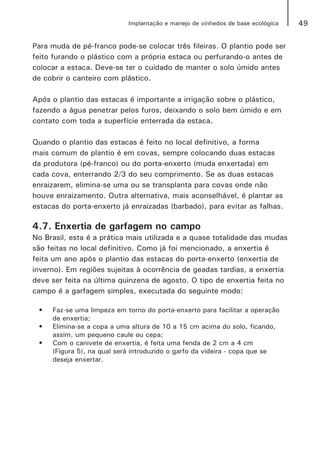 49Implantação e manejo de vinhedos de base ecológica
Para muda de pé-franco pode-se colocar três fileiras. O plantio pode ser
feito furando o plástico com a própria estaca ou perfurando-o antes de
colocar a estaca. Deve-se ter o cuidado de manter o solo úmido antes
de cobrir o canteiro com plástico.
Após o plantio das estacas é importante a irrigação sobre o plástico,
fazendo a água penetrar pelos furos, deixando o solo bem úmido e em
contato com toda a superfície enterrada da estaca.
Quando o plantio das estacas é feito no local definitivo, a forma
mais comum de plantio é em covas, sempre colocando duas estacas
da produtora (pé-franco) ou do porta-enxerto (muda enxertada) em
cada cova, enterrando 2/3 do seu comprimento. Se as duas estacas
enraizarem, elimina-se uma ou se transplanta para covas onde não
houve enraizamento. Outra alternativa, mais aconselhável, é plantar as
estacas do porta-enxerto já enraizadas (barbado), para evitar as falhas.
4.7. Enxertia de garfagem no campo
No Brasil, esta é a prática mais utilizada e a quase totalidade das mudas
são feitas no local definitivo. Como já foi mencionado, a enxertia é
feita um ano após o plantio das estacas do porta-enxerto (enxertia de
inverno). Em regiões sujeitas à ocorrência de geadas tardias, a enxertia
deve ser feita na última quinzena de agosto. O tipo de enxertia feita no
campo é a garfagem simples, executada do seguinte modo:
•	 Faz-se uma limpeza em torno do porta-enxerto para facilitar a operação
de enxertia;
•	 Elimina-se a copa a uma altura de 10 a 15 cm acima do solo, ficando,
assim, um pequeno caule ou cepa;
•	 Com o canivete de enxertia, é feita uma fenda de 2 cm a 4 cm
(Figura 5), na qual será introduzido o garfo da videira - copa que se
deseja enxertar.
 