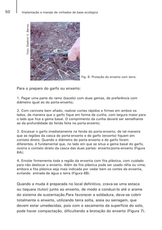 50 Implantação e manejo de vinhedos de base ecológica
Fig. 8. Proteção do enxerto com terra.
Para o preparo do garfo ou enxerto:
1. Pegar uma parte do ramo (bacelo) com duas gemas, de preferência com
diâmetro igual ao do porta-enxerto;
2. Com canivete bem afiado, realizar cortes rápidos e firmes em ambos os
lados, de maneira que o garfo fique em forma de cunha, com largura maior para
o lado que fica a gema basal. O comprimento da cunha deverá ser semelhante
ao da profundidade da fenda feita no porta-enxerto;
3. Encaixar o garfo imediatamente na fenda do porta-enxerto, de tal maneira
que as regiões da casca do porta-enxerto e do garfo (enxerto) fiquem em
contato direto. Quando o diâmetro do porta-enxerto e do garfo forem
diferentes, é fundamental que, no lado em que se situa a gema basal do garfo,
ocorra o contato direto da casca das duas partes: enxerto/porta-enxerto (Figura
6A);
4. Enrolar firmemente toda a região da enxertia com fita plástica, com cuidado
para não deslocar o enxerto. Além da fita plástica pode ser usado ráfia ou vime,
embora a fita plástica seja mais indicada por vedar bem os cortes da enxertia,
evitando entrada de água e terra (Figura 6B).
Quando a muda é preparada no local definitivo, crava-se uma estaca
ou taquara (tutor) junto ao enxerto, de modo a conduzi-lo até o arame
do sistema de sustentação.Para favorecer a soldadura, deve-se cobrir
totalmente o enxerto, utilizando terra solta, areia ou serragem, que
devem estar umedecidas, pois com o secamento da superfície do solo,
pode haver compactação, dificultando a brotação do enxerto (Figura 7).
Foto:GladimirV.Barros.
 
