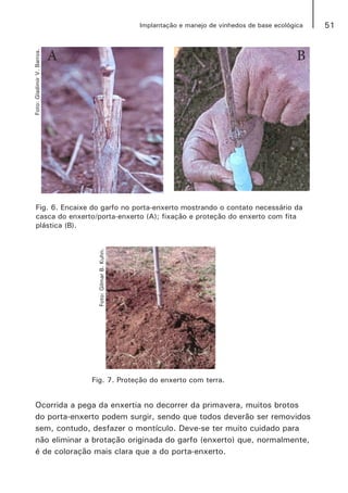 51Implantação e manejo de vinhedos de base ecológica
Fig. 6. Encaixe do garfo no porta-enxerto mostrando o contato necessário da
casca do enxerto/porta-enxerto (A); fixação e proteção do enxerto com fita
plástica (B).
A B
Fig. 7. Proteção do enxerto com terra.
Ocorrida a pega da enxertia no decorrer da primavera, muitos brotos
do porta-enxerto podem surgir, sendo que todos deverão ser removidos
sem, contudo, desfazer o montículo. Deve-se ter muito cuidado para
não eliminar a brotação originada do garfo (enxerto) que, normalmente,
é de coloração mais clara que a do porta-enxerto.
Foto:GilmarB.Kuhn.
Foto:GladimirV.Barros.
 