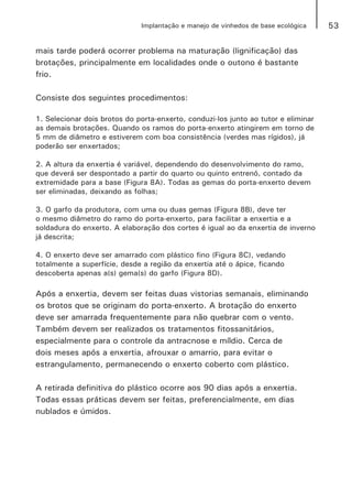 53Implantação e manejo de vinhedos de base ecológica
mais tarde poderá ocorrer problema na maturação (lignificação) das
brotações, principalmente em localidades onde o outono é bastante
frio.
Consiste dos seguintes procedimentos:
1. Selecionar dois brotos do porta-enxerto, conduzi-los junto ao tutor e eliminar
as demais brotações. Quando os ramos do porta-enxerto atingirem em torno de
5 mm de diâmetro e estiverem com boa consistência (verdes mas rígidos), já
poderão ser enxertados;
2. A altura da enxertia é variável, dependendo do desenvolvimento do ramo,
que deverá ser despontado a partir do quarto ou quinto entrenó, contado da
extremidade para a base (Figura 8A). Todas as gemas do porta-enxerto devem
ser eliminadas, deixando as folhas;
3. O garfo da produtora, com uma ou duas gemas (Figura 8B), deve ter
o mesmo diâmetro do ramo do porta-enxerto, para facilitar a enxertia e a
soldadura do enxerto. A elaboração dos cortes é igual ao da enxertia de inverno
já descrita;
4. O enxerto deve ser amarrado com plástico fino (Figura 8C), vedando
totalmente a superfície, desde a região da enxertia até o ápice, ficando
descoberta apenas a(s) gema(s) do garfo (Figura 8D).
Após a enxertia, devem ser feitas duas vistorias semanais, eliminando
os brotos que se originam do porta-enxerto. A brotação do enxerto
deve ser amarrada frequentemente para não quebrar com o vento.
Também devem ser realizados os tratamentos fitossanitários,
especialmente para o controle da antracnose e míldio. Cerca de
dois meses após a enxertia, afrouxar o amarrio, para evitar o
estrangulamento, permanecendo o enxerto coberto com plástico.
A retirada definitiva do plástico ocorre aos 90 dias após a enxertia.
Todas essas práticas devem ser feitas, preferencialmente, em dias
nublados e úmidos.
 
