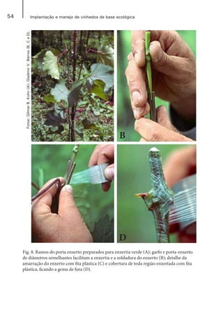 54 Implantação e manejo de vinhedos de base ecológica
Fig. 8. Ramos do porta enxerto preparados para enxertia verde (A); garfo e porta-enxerto
de diâmetros semelhantes facilitam a enxertia e a soldadura do enxerto (B); detalhe da
amarração do enxerto com fita plástica (C) e cobertura de toda região enxertada com fita
plástica, ficando a gema de fora (D).
A B
C D
Fotos:GilmarB.Kuhn(A);GladimirV.Barros(B,CeD).
 