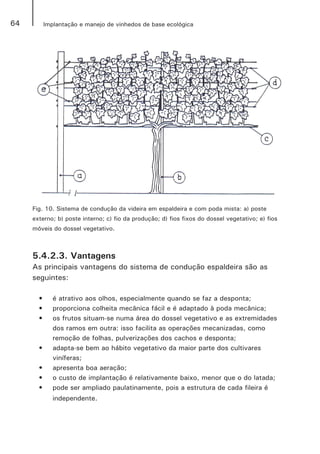 64 Implantação e manejo de vinhedos de base ecológica
Fig. 10. Sistema de condução da videira em espaldeira e com poda mista: a) poste
externo; b) poste interno; c) fio da produção; d) fios fixos do dossel vegetativo; e) fios
móveis do dossel vegetativo.
5.4.2.3. Vantagens
As principais vantagens do sistema de condução espaldeira são as
seguintes:
•	 é atrativo aos olhos, especialmente quando se faz a desponta;
•	 proporciona colheita mecânica fácil e é adaptado à poda mecânica;
•	 os frutos situam-se numa área do dossel vegetativo e as extremidades
dos ramos em outra: isso facilita as operações mecanizadas, como
remoção de folhas, pulverizações dos cachos e desponta;
•	 adapta-se bem ao hábito vegetativo da maior parte dos cultivares
viníferas;
•	 apresenta boa aeração;
•	 o custo de implantação é relativamente baixo, menor que o do latada;
•	 pode ser ampliado paulatinamente, pois a estrutura de cada fileira é
independente.
 