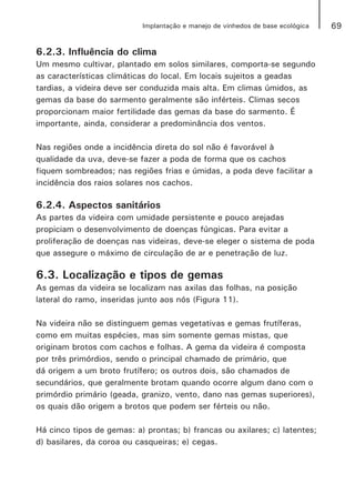 69Implantação e manejo de vinhedos de base ecológica
6.2.3. Influência do clima
Um mesmo cultivar, plantado em solos similares, comporta-se segundo
as características climáticas do local. Em locais sujeitos a geadas
tardias, a videira deve ser conduzida mais alta. Em climas úmidos, as
gemas da base do sarmento geralmente são inférteis. Climas secos
proporcionam maior fertilidade das gemas da base do sarmento. É
importante, ainda, considerar a predominância dos ventos.
Nas regiões onde a incidência direta do sol não é favorável à
qualidade da uva, deve-se fazer a poda de forma que os cachos
fiquem sombreados; nas regiões frias e úmidas, a poda deve facilitar a
incidência dos raios solares nos cachos.
6.2.4. Aspectos sanitários
As partes da videira com umidade persistente e pouco arejadas
propiciam o desenvolvimento de doenças fúngicas. Para evitar a
proliferação de doenças nas videiras, deve-se eleger o sistema de poda
que assegure o máximo de circulação de ar e penetração de luz.
6.3. Localização e tipos de gemas
As gemas da videira se localizam nas axilas das folhas, na posição
lateral do ramo, inseridas junto aos nós (Figura 11).
Na videira não se distinguem gemas vegetativas e gemas frutíferas,
como em muitas espécies, mas sim somente gemas mistas, que
originam brotos com cachos e folhas. A gema da videira é composta
por três primórdios, sendo o principal chamado de primário, que
dá origem a um broto frutífero; os outros dois, são chamados de
secundários, que geralmente brotam quando ocorre algum dano com o
primórdio primário (geada, granizo, vento, dano nas gemas superiores),
os quais dão origem a brotos que podem ser férteis ou não.
Há cinco tipos de gemas: a) prontas; b) francas ou axilares; c) latentes;
d) basilares, da coroa ou casqueiras; e) cegas.
 