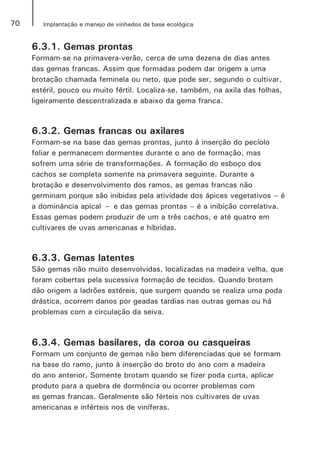 70 Implantação e manejo de vinhedos de base ecológica
6.3.1. Gemas prontas
Formam-se na primavera-verão, cerca de uma dezena de dias antes
das gemas francas. Assim que formadas podem dar origem a uma
brotação chamada feminela ou neto, que pode ser, segundo o cultivar,
estéril, pouco ou muito fértil. Localiza-se, também, na axila das folhas,
ligeiramente descentralizada e abaixo da gema franca.
6.3.2. Gemas francas ou axilares
Formam-se na base das gemas prontas, junto à inserção do pecíolo
foliar e permanecem dormentes durante o ano de formação, mas
sofrem uma série de transformações. A formação do esboço dos
cachos se completa somente na primavera seguinte. Durante a
brotação e desenvolvimento dos ramos, as gemas francas não
germinam porque são inibidas pela atividade dos ápices vegetativos – é
a dominância apical − e das gemas prontas – é a inibição correlativa.
Essas gemas podem produzir de um a três cachos, e até quatro em
cultivares de uvas americanas e híbridas.
6.3.3. Gemas latentes
São gemas não muito desenvolvidas, localizadas na madeira velha, que
foram cobertas pela sucessiva formação de tecidos. Quando brotam
dão origem a ladrões estéreis, que surgem quando se realiza uma poda
drástica, ocorrem danos por geadas tardias nas outras gemas ou há
problemas com a circulação da seiva.
6.3.4. Gemas basilares, da coroa ou casqueiras
Formam um conjunto de gemas não bem diferenciadas que se formam
na base do ramo, junto à inserção do broto do ano com a madeira
do ano anterior. Somente brotam quando se fizer poda curta, aplicar
produto para a quebra de dormência ou ocorrer problemas com
as gemas francas. Geralmente são férteis nos cultivares de uvas
americanas e inférteis nos de viníferas.
 