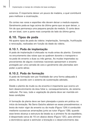 76 Implantação e manejo de vinhedos de base ecológica
externos. É importante deixar um pouco de madeira, a qual contribuirá
para melhorar a cicatrização.
Os cortes nas varas e esporões não devem deixar a medula exposta.
Geralmente poda-se logo acima da última gema que se quer deixar, a
fim de que permaneça uma pequena porção da medula. O corte deve
ser em bisel, com a parte mais comprida do lado da última gema.
6.10. Tipos de poda
Há quatro tipos de poda da videira: implantação, formação, frutificação
e renovação, realizadas em função da idade da videira.
6.10.1. Poda de implantação
A poda de implantação é efetuada na muda antes do plantio. Consiste
no encurtamento das raízes que se quebram durante o transporte e
na poda do enxerto a duas ou três gemas. As mudas importadas ou
provenientes de alguns viveiristas nacionais apresentam o enxerto
protegido por uma camada de cera e geralmente são plantadas sem
podar a parte aérea;
6.10.2. Poda de formação
A poda de formação tem por finalidade dar uma forma adequada à
planta, de acordo com o sistema de sustentação adotado.
Desde o plantio da muda ou da enxertia é importante que ocorra um
bom desenvolvimento da área foliar e, consequentemente, do sistema
radicular. Por isso, toda a vegetação da planta deve ser mantida em
boas condições
.
A formação da planta deve ser bem planejada e posta em prática no
início da brotação. Na Serra Gaúcha adotam-se esses procedimentos: o
broto de maior vigor do enxerto ou da muda (Figura 12A) é conduzido
mediante sucessivas amarrações junto ao tutor (Figura 12B); quando
esse broto alcança a estrutura da latada ou o primeiro fio da espaldeira,
é despontado cerca de 10 cm abaixo desta (Figura 12C), para eliminar
a dominância apical e estimular a brotação e o desenvolvimento das
 