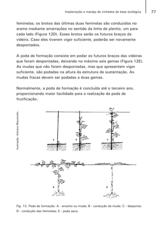 77Implantação e manejo de vinhedos de base ecológica
feminelas; os brotos das últimas duas feminelas são conduzidos no
arame mediante amarrações no sentido da linha de plantio, um para
cada lado (Figura 12D). Esses brotos serão os futuros braços da
videira. Caso eles tiverem vigor suficiente, poderão ser novamente
despontados.
A poda de formação consiste em podar os futuros braços das videiras
que foram despontadas, deixando no máximo seis gemas (Figura 12E).
As mudas que não forem despontadas, mas que apresentem vigor
suficiente, são podadas na altura da estrutura de sustentação. As
mudas fracas devem ser podadas a duas gemas.
Normalmente, a poda de formação é concluída até o terceiro ano,
proporcionando maior facilidade para a realização da poda de
frutificação.
Fig. 12. Poda de formação: A - enxerto ou muda; B - condução da muda; C - desponta;
D - condução das feminelas; E - poda seca.
Ilustração:AdrianoMazzarollo.
 