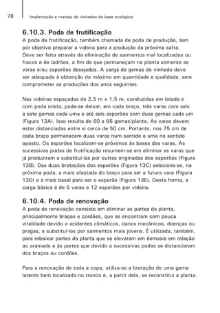 78 Implantação e manejo de vinhedos de base ecológica
6.10.3. Poda de frutificação
A poda de frutificação, também chamada de poda de produção, tem
por objetivo preparar a videira para a produção da próxima safra.
Deve ser feita através da eliminação de sarmentos mal localizados ou
fracos e de ladrões, a fim de que permaneçam na planta somente as
varas e/ou esporões desejados. A carga de gemas do vinhedo deve
ser adequada à obtenção do máximo em quantidade e qualidade, sem
comprometer as produções dos anos seguintes.
Nas videiras espaçadas de 2,5 m x 1,5 m, conduzidas em latada e
com poda mista, pode-se deixar, em cada braço, três varas com seis
a sete gemas cada uma e até seis esporões com duas gemas cada um
(Figura 13A). Isso resulta de 60 a 66 gemas/planta. As varas devem
estar distanciadas entre si cerca de 50 cm. Portanto, nos 75 cm de
cada braço permanecem duas varas num sentido e uma no sentido
oposto. Os esporões localizam-se próximos às bases das varas. As
sucessivas podas de frutificação resumem-se em eliminar as varas que
já produziram e substituí-las por outras originadas dos esporões (Figura
13B). Das duas brotações dos esporões (Figura 13C) seleciona-se, na
próxima poda, a mais afastada do braço para ser a futura vara (Figura
13D) e a mais basal para ser o esporão (Figura 13E). Desta forma, a
carga básica é de 6 varas e 12 esporões por videira.
6.10.4. Poda de renovação
A poda de renovação consiste em eliminar as partes da planta,
principalmente braços e cordões, que se encontram com pouca
vitalidade devido a acidentes climáticos, danos mecânicos, doenças ou
pragas, e substituí-los por sarmentos mais jovens. É utilizada, também,
para rebaixar partes da planta que se elevaram em demasia em relação
ao aramado e às partes que devido a sucessivas podas se distanciaram
dos braços ou cordões.
Para a renovação de toda a copa, utiliza-se a brotação de uma gema
latente bem localizada no tronco e, a partir dela, se reconstitui a planta.
 