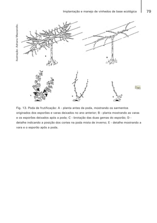 79Implantação e manejo de vinhedos de base ecológica
Fig. 13. Poda de frutificação: A - planta antes da poda, mostrando os sarmentos
originados dos esporões e varas deixados no ano anterior; B - planta mostrando as varas
e os esporões deixados após a poda; C - brotação das duas gemas do esporão; D -
detalhe indicando a posição dos cortes na poda mista de inverno; E - detalhe mostrando a
vara e o esporão após a poda.
Ilustração:AdrianoMazzarollo.
 
