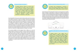 116 117
la fiesta del ___ ____ ____ ____ ____ _____"
CAPACIDAD
1
Planifica la producción de diversos textos escritos
Hemos visto que los niños de esta etapa incursionan en el mundo escrito como escritores
plenos. Sin embargo, a estas edades no se espera que la planificación del escrito sea
autónoma. Por ello, los docentes podemos acompañar con preguntas la planificación de
sus textos. Así ocurre en este ejemplo del Cuaderno de Trabajo de 5 años Aprendemos
jugando, p. 89. Los niños van a invitar a sus padres a un festejo para Fiestas Patrias y,
con ayuda del docente, planifican para quién van a escribir, qué van a escribir y para qué
van a hacerlo. La tarjeta en forma de retablo que presentamos a continuación les sirve de
soporte para guiar la elaboración del texto.
El estudiante decide estratégicamente el destinatario, el
tema, el tipo de texto, los recursos textuales e, incluso, las
fuentes de consulta. Además, prevé el uso de cierto tipo
de vocabulario y de una determinada estructura del texto.
CAPACIDAD
2
El estudiante diferencia el dibujo de la escritura y hace
lecturas globales de los textos, a partir de los indicios
que estos les ofrecen. Interpreta el material gráfico a
partir de la hipótesis de cantidad mínima de caracteres
y la hipótesis de variedad de caracteres. El estudiante
progresa hacia la escritura silábica. Luego establece
relación sonido grafía estricta de forma convencional
a través del reconocimiento de palabras conocidas
y finalmente comprende la escritura convencional,
estableciendo correspondencia sonido grafía.
En esta capacidad los niños ponen a prueba la teoría que tienen acerca de la escritura y
hacen explícito lo que piensan a través de sus hipótesis. El desarrollo de estas hipótesis
ocurre por reconstrucciones que parten de sus saberes, de conocimientos anteriores
dando lugar a nuevas construcciones. Esto se desarrolla en un proceso que comienza
con la diferenciación del dibujo con la escritura, interpretan el material gráfico a partir
de dos hipótesis: la hipótesis de cantidad mínima de caracteres y la hipótesis de
variedad de caracteres, en la cual los niños creen que para que diga algo deben haber
por lo menos tres letras y estas deben ser diferentes. Los niños piensan que lo que es
escribible son los nombres (hipótesis del nombre), piensan que la escritura tiene como
función la de “denominar” los objetos presentes en la imagen o en el contexto.
De la escritura presilábica los niños progresan hacia la silábica, por la cual cada
segmento silábico es indicado por una grafía. Al comienzo, pueden usarse grafías que
no tengan valor sonoro convencional y luego, se alcanza a tener valor convencional
grafía-sonido primero de las vocales y más adelante de las consonantes. En esta etapa
los niños reconocen palabras conocidas mediante la asociación con otras palabras
conocidas o forman otras a partir de los sonidos que conocen. Finalmente, los niños
pasan de la escritura que combina la relación sonido-grafía con la de una grafía
para representar a la sílaba (escritura silábico alfabética); el paso de esta escritura a
la alfabética es más rápida, logrando establecer la relación sonido grafía de manera
convencional.
Textualiza sus ideas según las convenciones de la escri-
tura
El estudiante convierte en texto -palabras, frases y
oraciones completas- el conjunto de sensaciones e ideas
que ocurren en su mente. Para ello, pone en juego un
conjunto de saberes: el conocimiento de los modelos textuales,
la organización de sus ideas, el empleo del vocabulario
adecuado a la situación, el mantener el hilo temático, el
establecer una secuencia lógica, el relacionar sus enunciados
a través de diversos recursos cohesivos y el ajustar su
producción a las convenciones ortográficas. Mientras va
convirtiendo sus ideas en textos, el estudiante ajusta el
contenido y la forma de su producción escrita tomando
en cuenta la función social de su texto y el contexto en el
que se enmarca.
CAPACIDAD
3
Se apropia del sistema de escritura
 