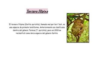 Tarsero filipino
El tarsero filipino (Carlito syrichta), llamado mal por los t'boli, es
una especie de primate tarsiforme. Anteriormente se clasificaba
dentro del género Tarsius (T. syrichta), pero en 2010 se
reclasificó como única especie del género Carlito.
 