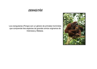 ORANGUTÁN
Los orangutanes (Pongo) son un género de primates homínidos
que comprende tres especies de grandes simios originarios de
Indonesia y Malasia.
 