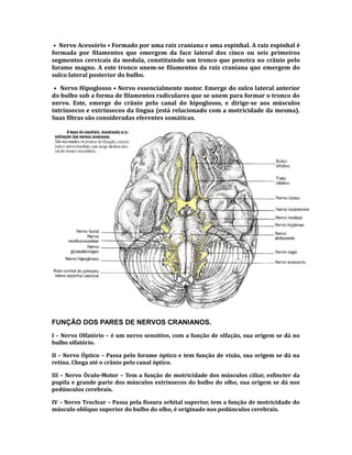 • Nervo Acessório • Formado por uma raiz craniana e uma espinhal. A raiz espinhal é
formada por filamentos que emergem da face lateral dos cinco ou seis primeiros
segmentos cervicais da medula, constituindo um tronco que penetra no crânio pelo
forame magno. A este tronco unem-se filamentos da raiz craniana que emergem do
sulco lateral posterior do bulbo.
• Nervo Hipoglosso • Nervo essencialmente motor. Emerge do sulco lateral anterior
do bulbo sob a forma de filamentos radiculares que se unem para formar o tronco do
nervo. Este, emerge do crânio pelo canal do hipoglosso, e dirige-se aos músculos
intrínsecos e extrínsecos da língua (está relacionado com a motricidade da mesma).
Suas fibras são consideradas eferentes somáticas.
FUNÇÃO DOS PARES DE NERVOS CRANIANOS.
I – Nervo Olfatório – é um nervo sensitivo, com a função de olfação, sua origem se dá no
bulbo olfatório.
II – Nervo Óptico – Passa pelo forame óptico e tem função de visão, sua origem se dá na
retina. Chega até o crânio pelo canal óptico.
III – Nervo Óculo-Motor – Tem a função de motricidade dos músculos ciliar, esfincter da
pupila e grande parte dos músculos extrínsecos do bulbo do olho, sua origem se dá nos
pedúnculos cerebrais.
IV – Nervo Troclear – Passa pela fissura orbital superior, tem a função de motricidade do
músculo oblíquo superior do bulbo do olho, é originado nos pedúnculos cerebrais.
 