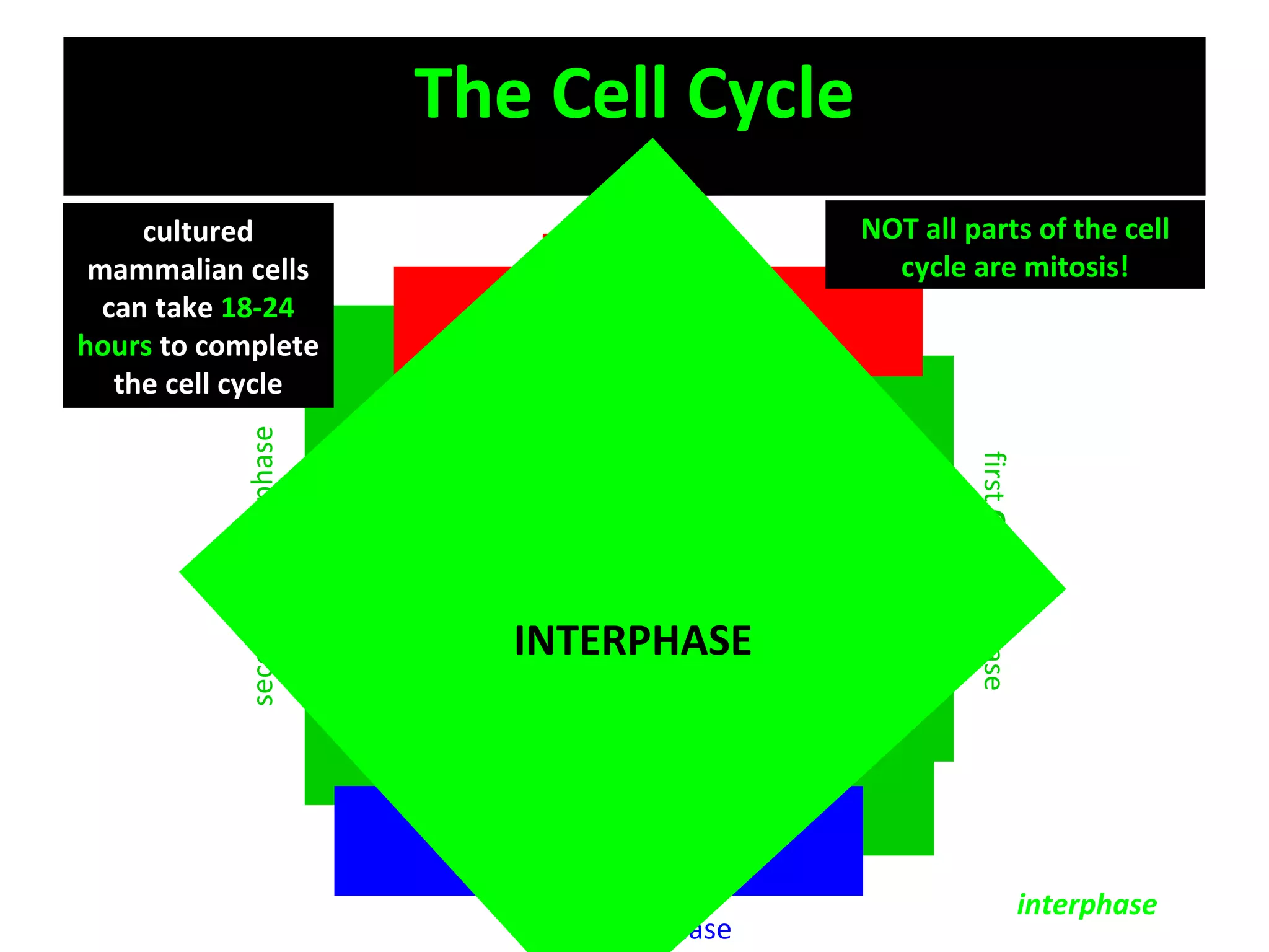 The Cell Cycle M S G1 G2 Growth & normal metabolic roles Growth & preparation for mitosis DNA replication first  G rowth phase second  G rowth phase S ynthesis phase M itotic phase prophase metaphase anaphase telophase NOT all parts of the cell cycle are mitosis! The non-mitosis parts of the cell cycle are known as  interphase cultured mammalian cells can take  18-24 hours  to complete the cell cycle INTERPHASE 