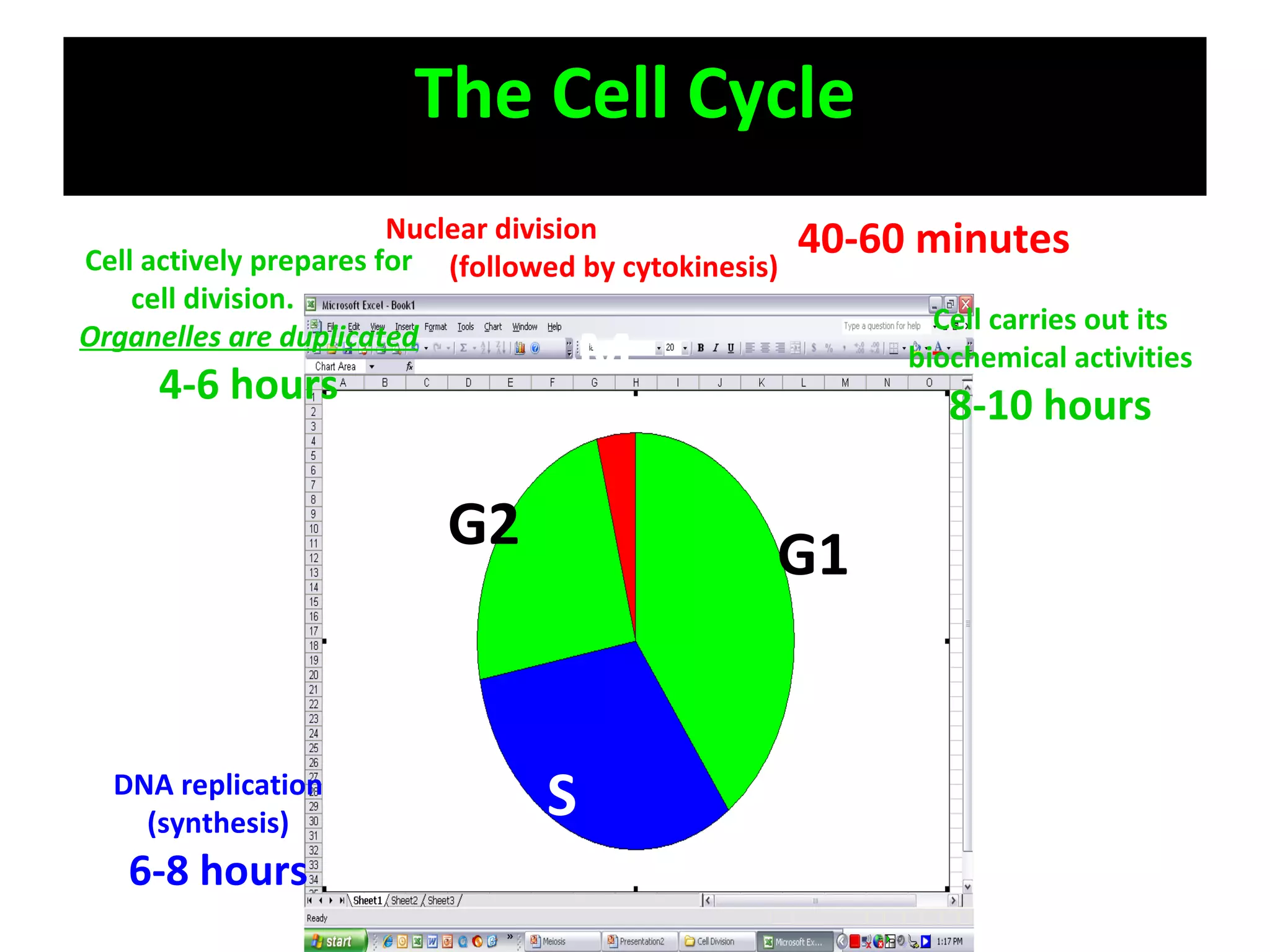 The Cell Cycle G1 G2 S M Cell carries out its biochemical activities 8-10 hours DNA replication (synthesis) 6-8 hours Cell actively prepares for cell division.  Organelles are duplicated 4-6 hours Nuclear division  (followed by cytokinesis) 40-60 minutes 