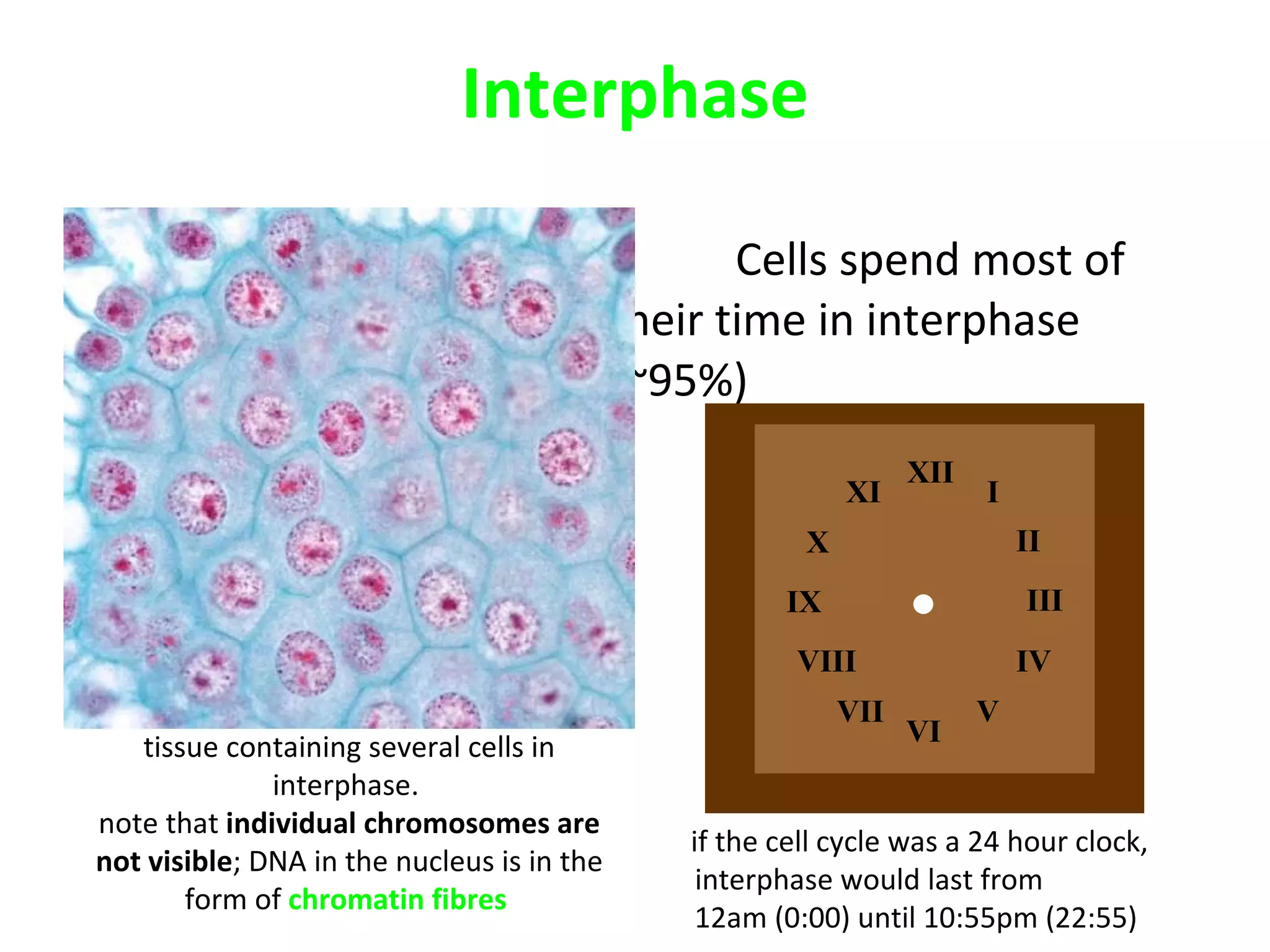 Interphase Cells spend most of their time in interphase (~95%) Although the cell appears to be �resting�  nothing   could be further from the truth! cell growth   (most cell contents are synthesised, increasing cell mass) metabolic activity  (this is when a cell does what it needs to do � i.e. secrete, engulf, receive, respond etc)  DNA replication tissue containing several cells in interphase.  note that  individual chromosomes are not visible ; DNA in the nucleus is in the form of  chromatin fibres  III XII I II IV V VI VII VIII IX X XI if the cell cycle was a 24 hour clock, interphase would last from  12am (0:00) until 10:55pm (22:55)  