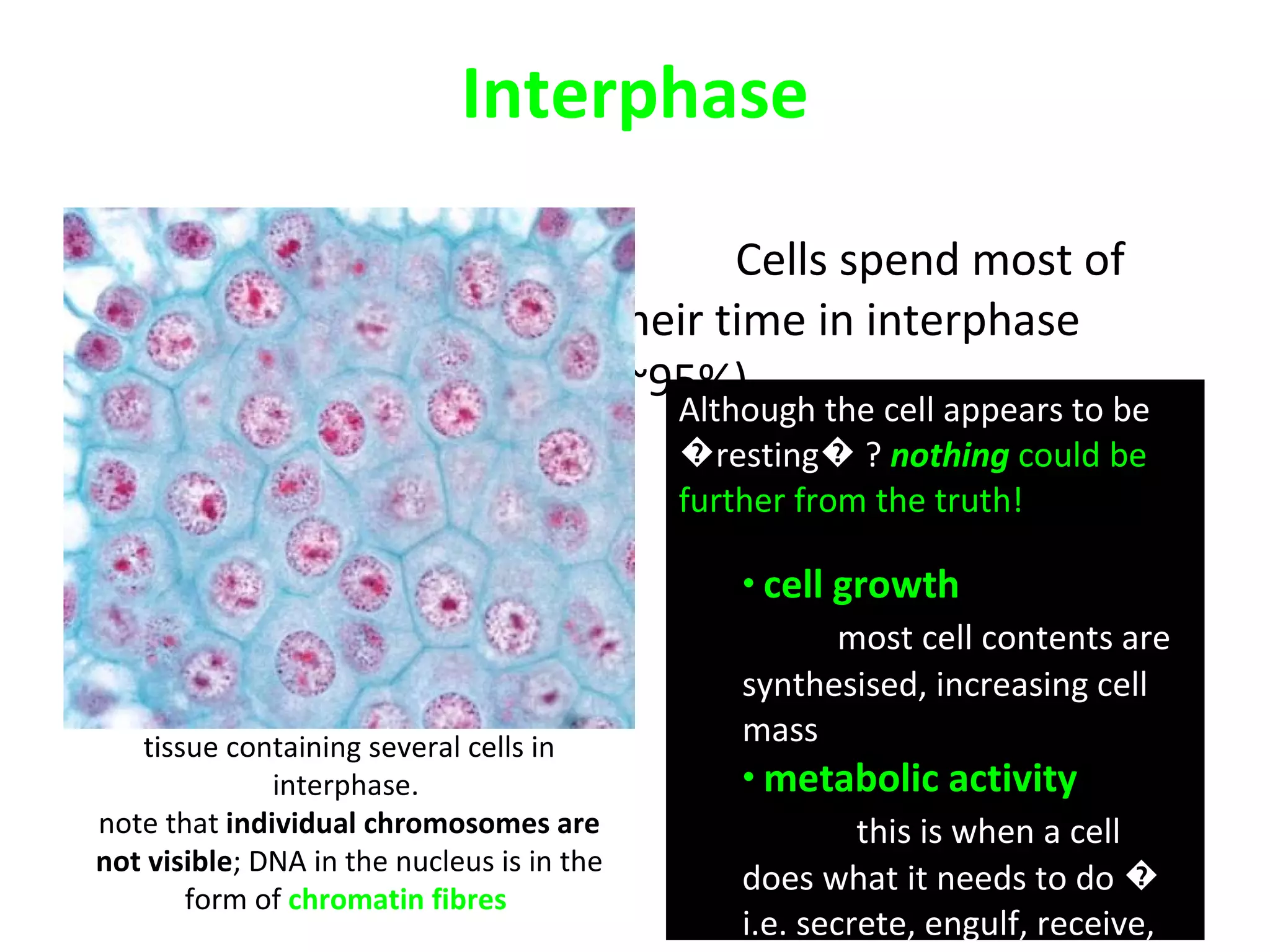 Interphase Cells spend most of their time in interphase (~95%) tissue containing several cells in interphase.  note that  individual chromosomes are not visible ; DNA in the nucleus is in the form of  chromatin fibres  Although the cell appears to be �resting� ?  nothing   could be further from the truth! cell growth   most cell contents are synthesised, increasing cell mass metabolic activity  this is when a cell does what it needs to do � i.e. secrete, engulf, receive, respond etc  DNA replication during S phase 