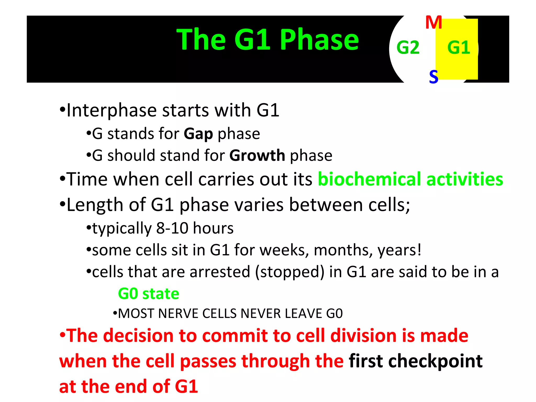The G1 Phase Interphase starts with G1 G stands for  Gap  phase G should stand for  Growth  phase Time when cell carries out its  biochemical activities Length of G1 phase varies between cells;  typically 8-10 hours some cells sit in G1 for weeks, months, years! cells that are arrested (stopped) in G1 are said to be in a  G0 state   MOST NERVE CELLS NEVER LEAVE G0 The decision to commit to cell division is made when the cell passes through the  first checkpoint  at the end of G1 M S G1 G2 