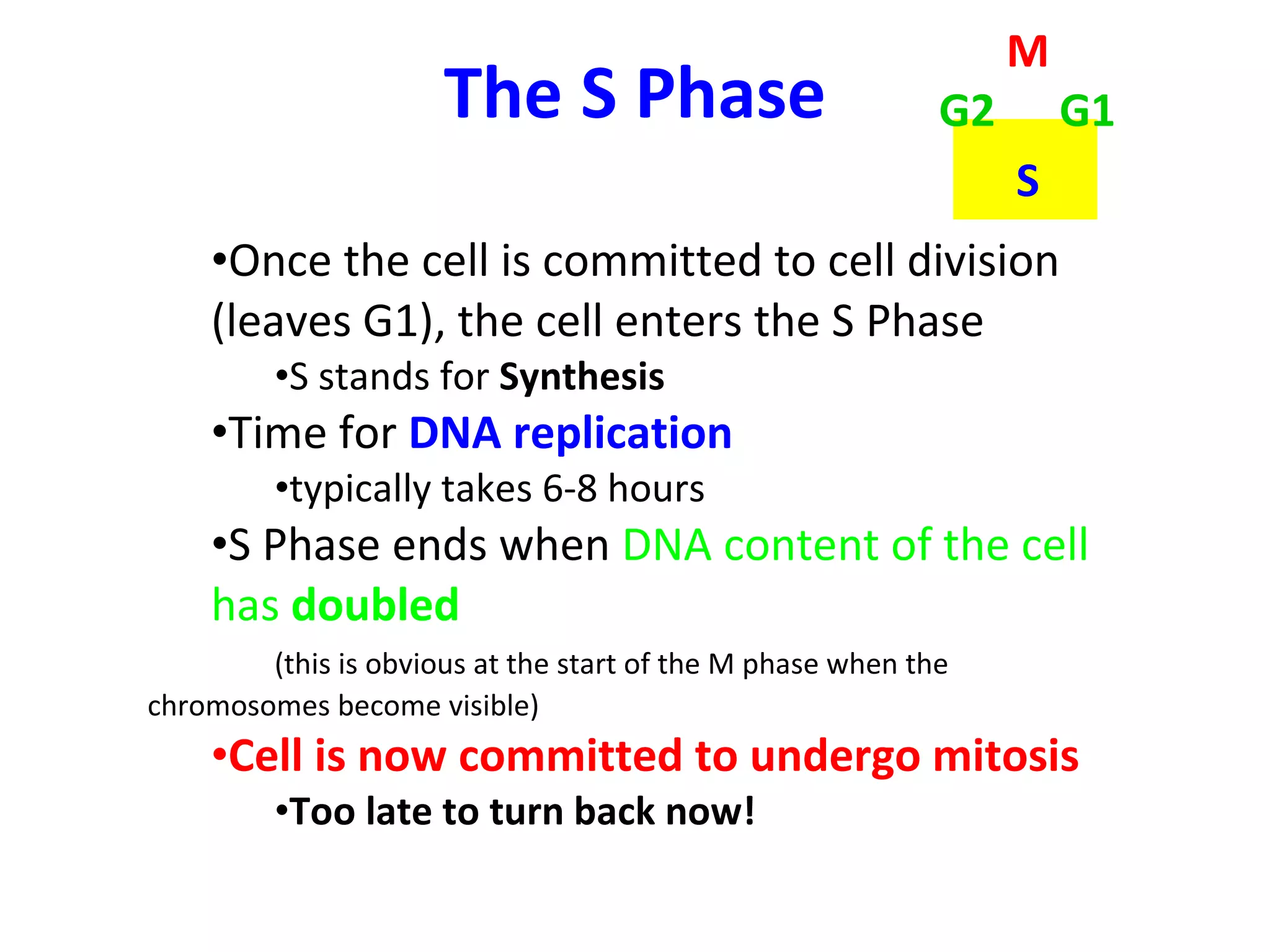 The S Phase Once the cell is committed to cell division (leaves G1), the cell enters the S Phase S   stands for  Synthesis Time for  DNA replication typically takes 6-8 hours S Phase ends when  DNA content of the cell has  doubled (this is obvious at the start of the M phase when the chromosomes become visible) Cell is now committed to undergo mitosis Too late to turn back now! M S G1 G2 