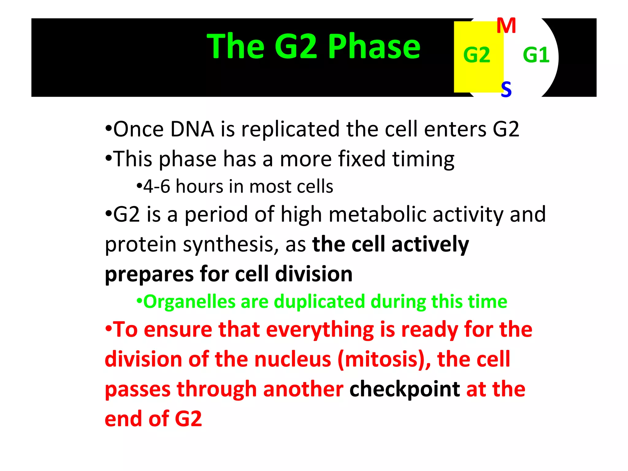 The G2 Phase Once DNA is replicated the cell enters G2 This phase has a more fixed timing 4-6 hours in most cells G2 is a period of high metabolic activity and protein synthesis, as  the cell actively prepares for cell division Organelles are duplicated during this time To ensure that everything is ready for the division of the nucleus (mitosis), the cell passes through another  checkpoint  at the end of G2 M S G1 G2 