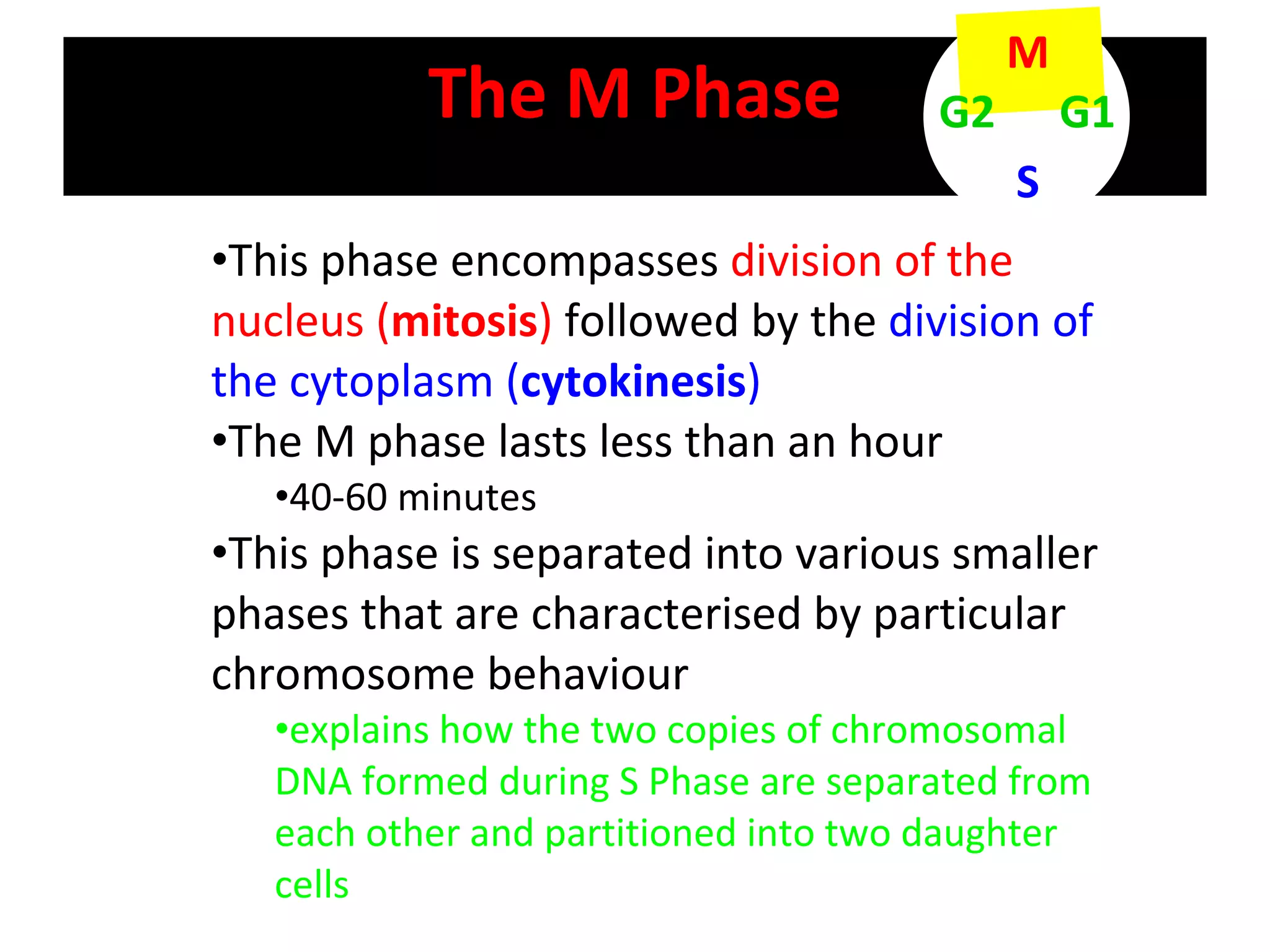 The M Phase This phase encompasses  division of the nucleus ( mitosis )  followed by the  division of the cytoplasm ( cytokinesis ) The M phase lasts less than an hour  40-60 minutes This phase is separated into various smaller phases that are characterised by particular chromosome behaviour explains how the two copies of chromosomal DNA formed during S Phase are separated from each other and partitioned into two daughter cells M S G1 G2 