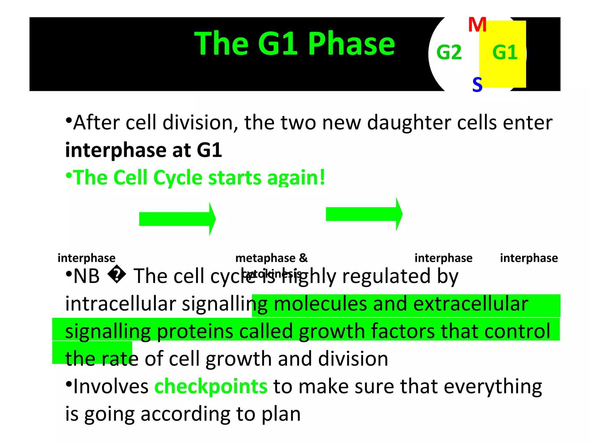 The G1 Phase M S G1 G2 After cell division, the two new daughter cells enter  interphase at G1 The Cell Cycle starts again! NB � The cell cycle is highly regulated by intracellular signalling molecules and extracellular signalling proteins called growth factors that control the rate of cell growth and division Involves  checkpoints  to make sure that everything is going according to plan interphase metaphase & cytokinesis interphase interphase 