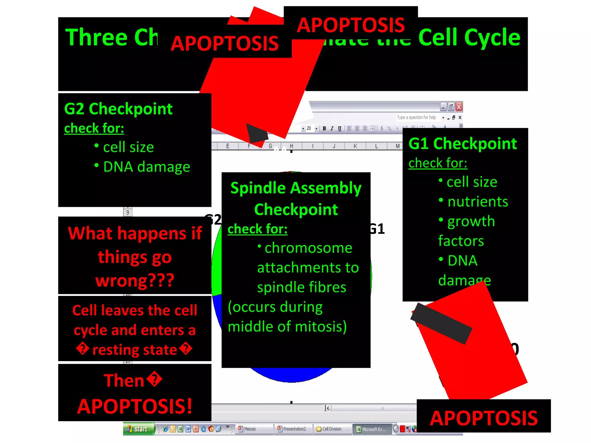 Three Checkpoints Regulate the Cell Cycle G1 G2 S M G1 Checkpoint check for: cell size nutrients growth factors DNA damage G2 Checkpoint check for: cell size DNA damage Spindle Assembly Checkpoint check for: chromosome attachments to spindle fibres (occurs during middle of mitosis)  What happens if things go wrong??? Cell leaves the cell cycle and enters a �resting state� G0 Then�  APOPTOSIS! APOPTOSIS APOPTOSIS APOPTOSIS 