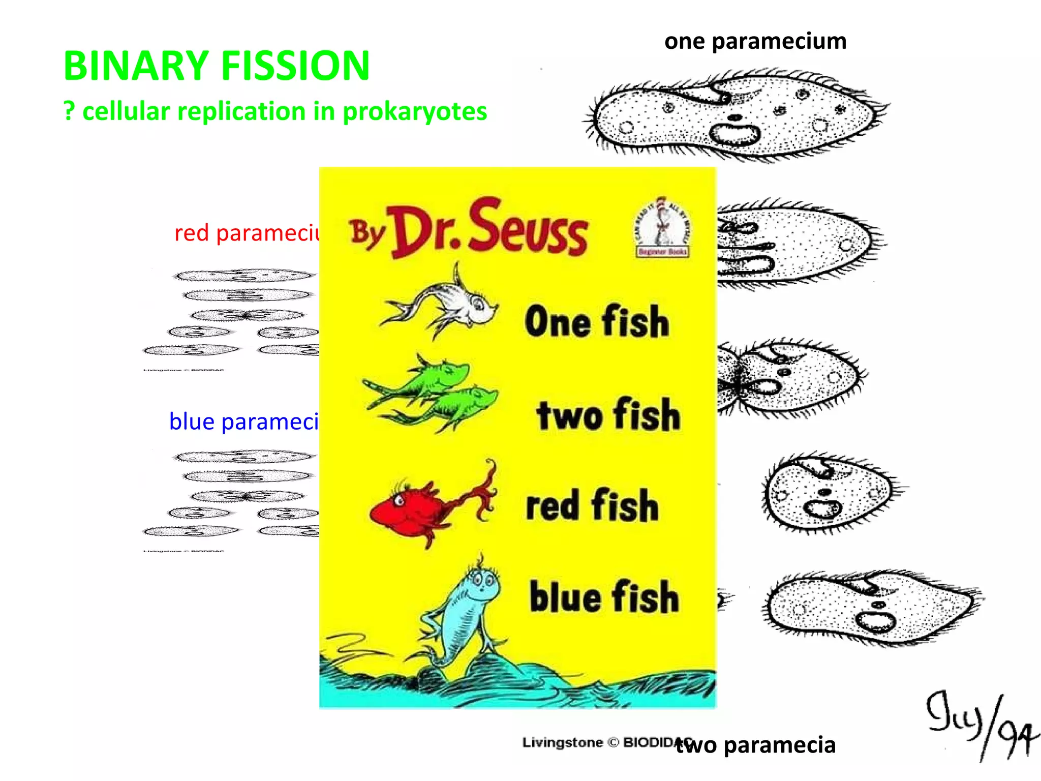 BINARY FISSION ? cellular replication in prokaryotes one paramecium two paramecia red paramecium blue   paramecium 