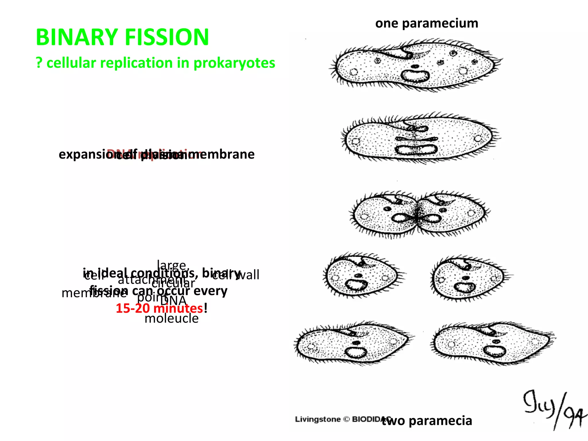 BINARY FISSION ? cellular replication in prokaryotes one paramecium two paramecia cell wall cell membrane large, circular DNA moleucle  DNA replication attachment point expansion of plasma membrane cell division in ideal conditions, binary fission can occur every  15-20 minutes ! 