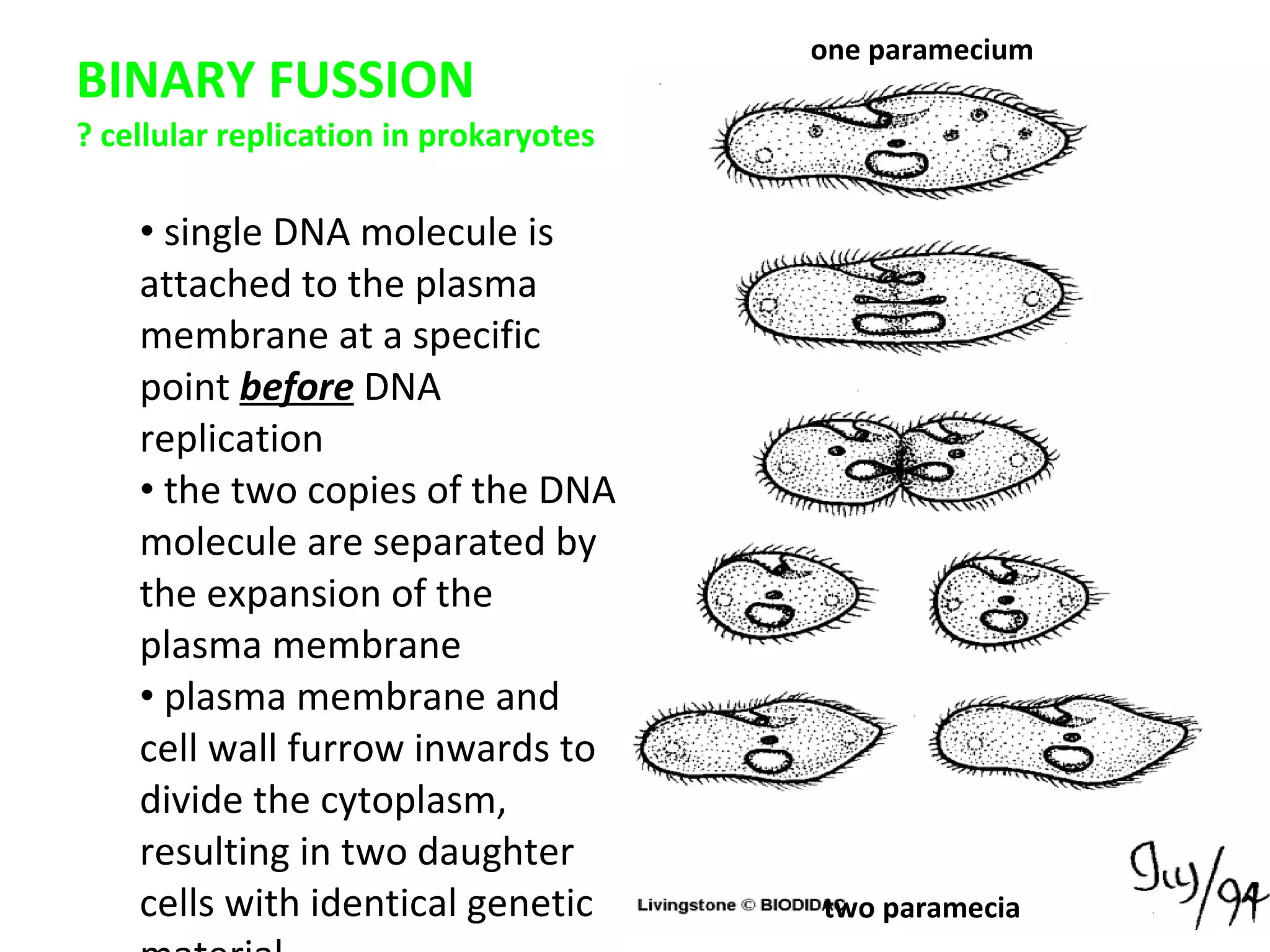 BINARY FUSSION ? cellular replication in prokaryotes single DNA molecule is attached to the plasma membrane at a specific point  before  DNA replication the two copies of the DNA molecule are separated by the expansion of the plasma membrane plasma membrane and cell wall furrow inwards to divide the cytoplasm, resulting in two daughter cells with identical genetic material one paramecium two paramecia 