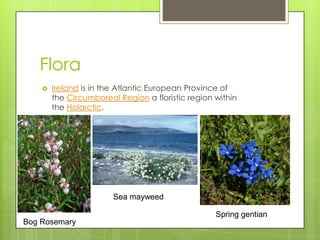 Flora
       Ireland is in the Atlantic European Province of
        the Circumboreal Region a floristic region within
        the Holarctic.




                        Sea mayweed

                                                   Spring gentian
Bog Rosemary
 