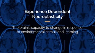 The brain's capacity to change in response
to environmental stimuli and learning
Experience Dependent
Neuroplasticity
 