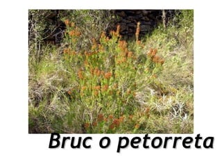 Bruc o petorreta
 