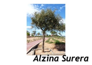 Alzina Surera
 