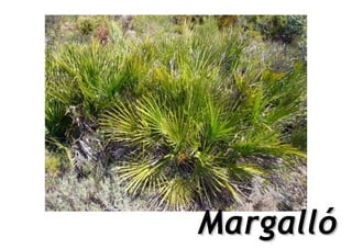 Margalló
 