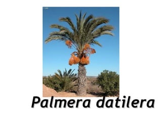 Palmera datilera
 