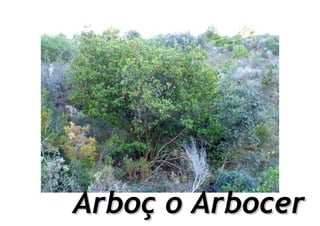 Arboç o Arbocer
 