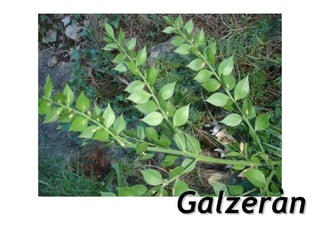 Galzeràn
 
