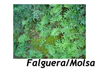 Falguera/Molsa
 