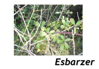 Esbarzer
 