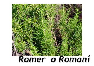Romer o Romaní
 